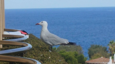 Seagullwantingfood563a1ff042ac0